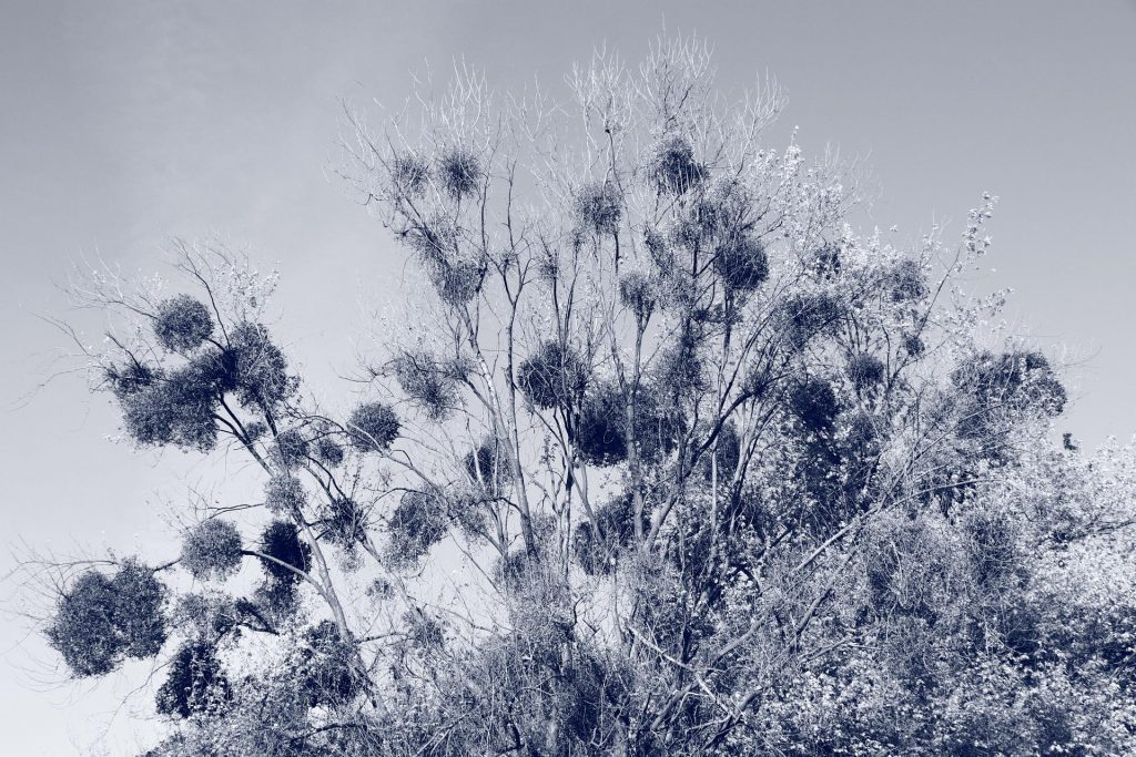 jardins de l'abbaye saint Georges cyanotype