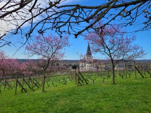 vignes des jardins