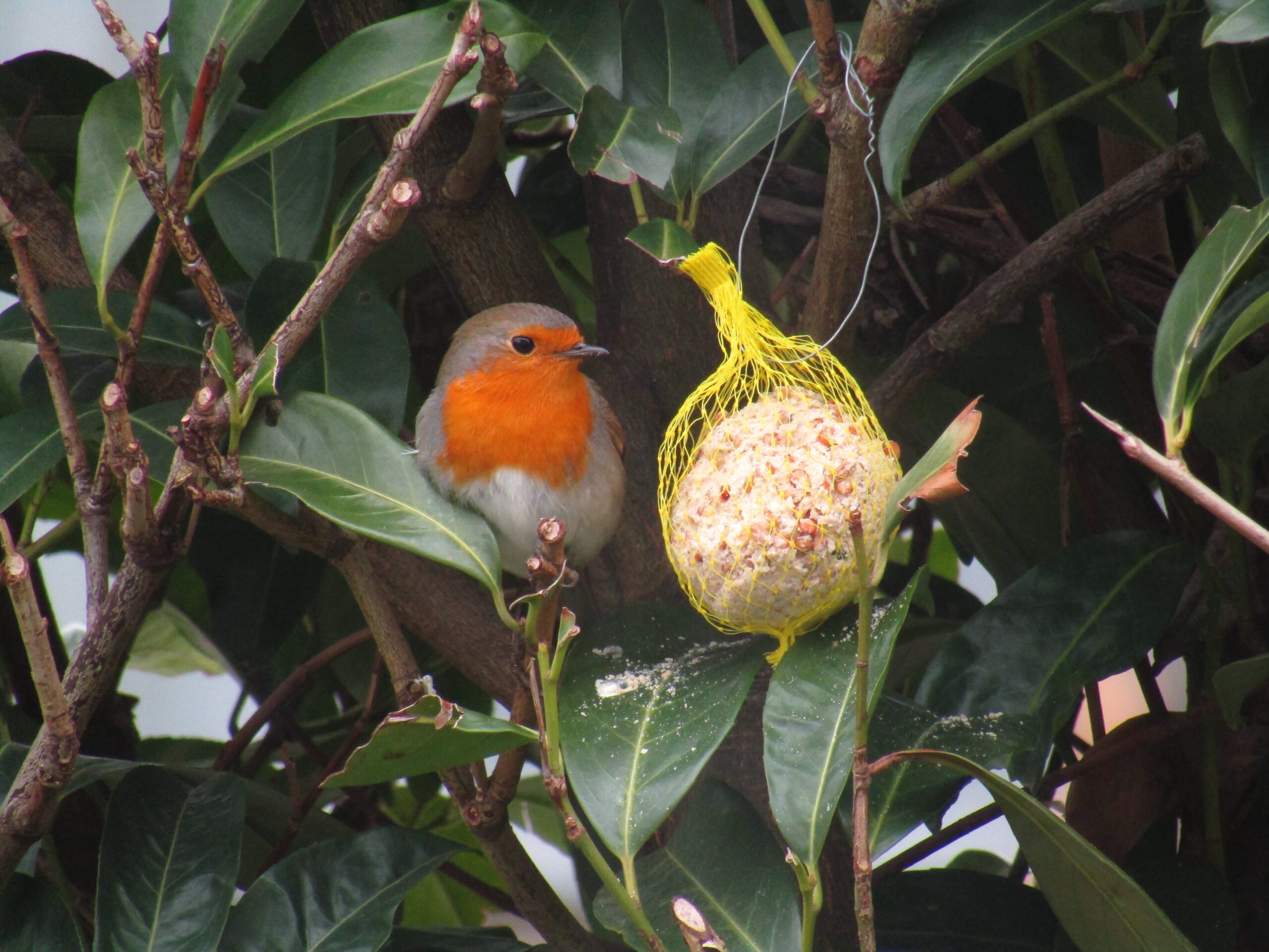 boule pour oiseaux