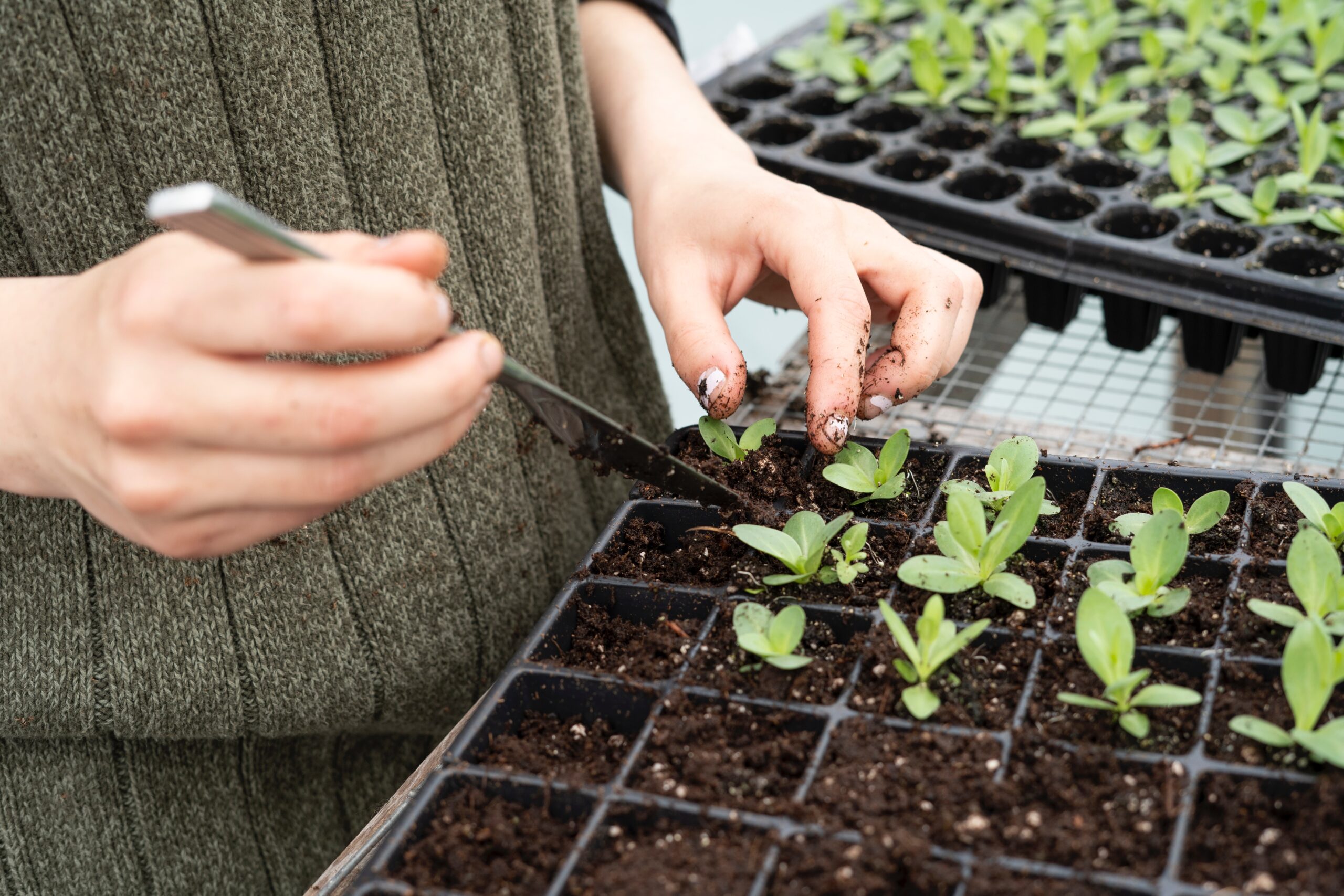 potager semer